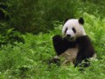 /album/fotogaleria/a29100-oso-panda-400-jpg/