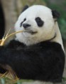 /album/fotogaleria/a5382916-masculino-oso-panda-adulto-masticar-en-bambu-jpg/