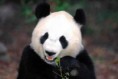 /album/fotogaleria/foto-oso-panda-bambu-jpg/