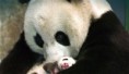 /album/fotogaleria/grito-madre-oso-panda-muerte-zoo-washington-jpg/