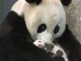 /album/fotogaleria/mama-oso-panda-con-cria-jpg/